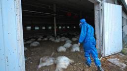 Bu sefer korona değil! Önüne geçemiyorlar, giderek yayılıyor