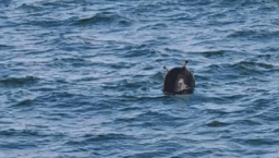 Son dakika: Karadeniz'de ikinci mayın! MSB duyurdu