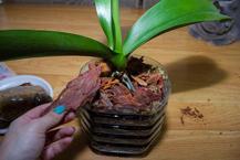 Solan orkideyi canlandıran ilginç yöntem!