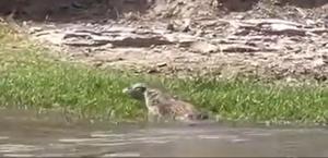 Nesli tükenme tehlikesi altındaki su samuru Şırnak’ta görüntülendi