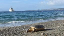 Bodrum'da sahile ölü caretta caretta vurdu