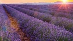 Lavanta köyü nerede, gezilecek yerleri nelerdir? Lavanta köyü hangi şehirde, nereye bağlı?