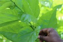 Resmen demir ambarı! Sütten 25 kat fazla kalsiyum, ıspanaktan 10 kat fazla demir içeriyor