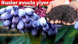 Türkiye'de kıymeti bilinmiyor, Ruslar kapış kapış tüketiyor! Doğada kendiliğinden yetişen bedava antikor