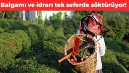 Karadeniz'in şifalı bitkisi olarak biliniyor: Balgamı ve idrarı tek seferde söktürüyor! Etkilerini duyan inanmıyor
