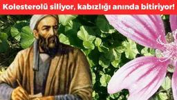 İbn-i Sina 1000 yıl önce önermiş: Kolesterolü siliyor, kabızlığı anında bitiriyor! Yol kenarlarında bile yetişiyor
