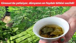 Dünyanın en faydalı bitkisi! Giresun'da da yetiştiriliyor: Çayını yapıp bardak bardak içince bağırsakları motor gibi yapıyor, kolesterolü tarihe gömüyor!