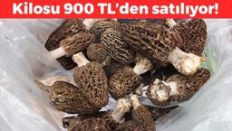 Fiyatı altınla yarışıyor! Kilosu 900 TL'den satılıyor, dağda bedavaya toplanıyor! Karaciğeri ve kalbi koruyor, damar tıkanıklığı riskini sıfırlıyor!