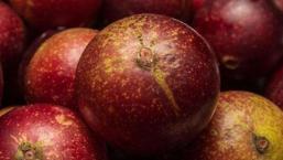 Limondan 60 kat fazla C vitamini içeriyor! Ormanlarda kendiliğinden yetişiyor, bedava vitamin deposu...