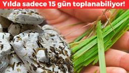 Dünyada sadece Van'da bulunuyor! 2000 metre yüksekte yetişiyor, karaciğeri tertemiz yapıyor! Yılda sadece 15 gün toplanabiliyor!