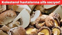 Ordu'dan dünyaya yayılıyor: Tadı etten bile güzel! Protein, demir ve B vitamini zengini, kolesterol hastalarına şifa saçıyor!