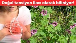 Türkiye'de yetişiyor, 1500 farklı türü bulunuyor! Dünyadan kapış kapış onu almaya geliyorlar: Doğal tansiyon ilacı olarak biliniyor, kolesterolü adeta damardan kazıyor!