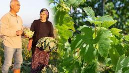 Kilosu 70 TL'den kapış kapış satılıyor! Organlardaki iltihabı söken bitki: Kan şekerini düzenleyip, kabızlığı bitiriyor