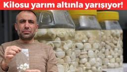 Altından değerli: Kuş uçmaz kervan geçmez dağlarda yetişiyor! Yurt dışından büyük talep var
