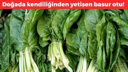 Doğada kendi kendine yetişen basur otu! Kaşık kaşık yiyince ağrı, sızı ne varsa kesip atıyor! Doğanın C vitamini kralı
