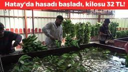 Hatay'da hasadı başladı! Kilosu 32 TL'den kapış kapış alınıyor: Kan basıncını dengeleyip kabızlığı önlüyor! Doğanın potasyum kralı