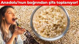 Malatya’da hasadı başladı! Her evin mutfağında var ama kıymeti bilinmiyor: Dünyanın en güçlü vitamin kaynağı, kan şekerini terazi gibi dengeliyor, yiyen hastalık nedir bilmiyor