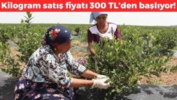 Edirne'de 'mavi yemiş' hasadı başladı! Kilosu 300 TL'den başlıyor: Dünyanın en zengin antioksidanı, kolesterolü damardan kazıyor!