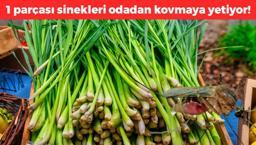 Odaya 1 parça koymak yetiyor! Sivrisinek istilasına son veriyor, hoş koku yayıp tüm haşereleri odadan uzak tutuyor!