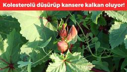 Kilosu 200 TL, kansere kalkan oluyor! Pazar görmeden kapış kapış satılıyor: Kalsiyumda inek sütünü sollayan besin, kolesterolü damardan kazıyor!