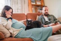 Evinde kedi olan hamileler dikkat! 'Anne karnına ulaştığında düşük yaptırabiliyor'