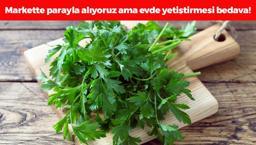 Markette demeti 20 TL ama evde bedava! Cam kenarında bile yetişiyor: A, C ve K vitamini zengini, kemikleri betona çeviriyor!