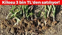 Doğada toplanması yasaklandı, hasat devam ediyor! Kilosu 3 bin TL: Boğazdaki mikrop, öksürük ve hırıltının kökünü kazıyor! Bağırsak tembelliğini engelliyor