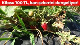 Malatya'da yüz güldüren hasat vakti! Kilosu 100 TL: Dünyanın en güçlü antioksidanı, kan şekerini terazi gibi dengeleyip insülini baskılıyor