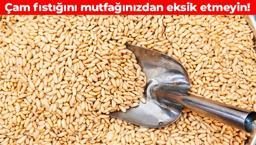 Çam fıstığının faydalarını kimse bilmiyor: Kemikleri beton gibi yapıyor, damarları çelik kadar kuvvetlendiriyor