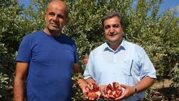 Antalya'da hasadı başladı! Suyunu sıkıp bardak bardak içenin kolesterol seviyeleri anında yere çakılıyor, doğanın C vitamini kralı