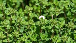 Dağlarda kendi kendine yetişiyor! Limon ve sarımsaktan 30 kat daha etkili: Öksürük, balgam ve boğaz mikroplarının kökünü kurutuyor!
