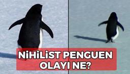 Nihilist penguen olayı ne? Penguen olayı ne, neden konuşuluyor? Nihilist penguenin hikayesi