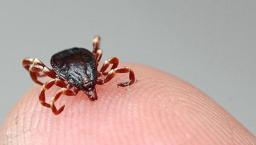 Lyme hastalığı CIA deneyi çıktı! 282 bin kene doğaya mı salındı?