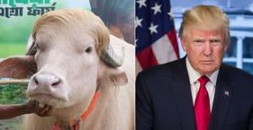 Trump'a benzetilen manda kurban edilmekten kurtuldu! Koruma altına alındı
