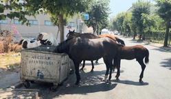 İstanbul'da başıboş at tehlikesi! Birden yola fırlıyorlar! Sürücüler panikliyor
