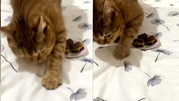 Dubai çikolatasını dışkı sanıp üstünü kapatmaya çalışan kedi viral oldu