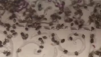 Ordu'da bir evi istila eden kokarca böcekleri görenleri şaşkına çevirdi