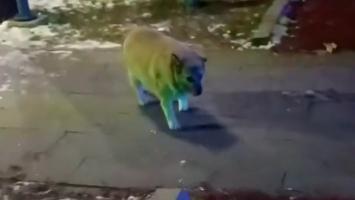 Kilolu köpeğiyle yürüyüşe çıkan adamın sohbeti gülümsetti