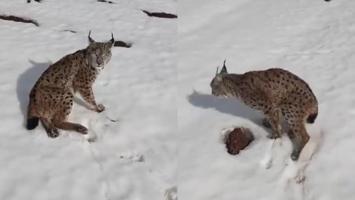 Yaralı vaşağa yardım eli: Tır şoföründen örnek davranış