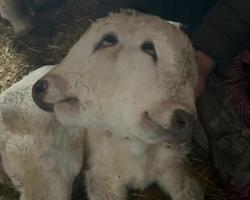 Erzurum’da çift başlı doğan buzağı görenleri hayrete düşürdü