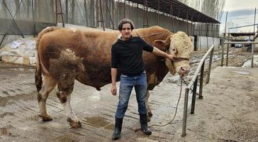 Ağırlığı tam 1 ton 190 kilo! Dev kurbanlık dudak uçuklatan fiyata alıcı buldu