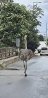Yolda görenler şaşkına döndü! Devekuşu trafikte böyle koşturdu