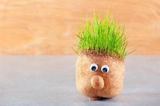 Evde çim adam nasıl yapılır?)