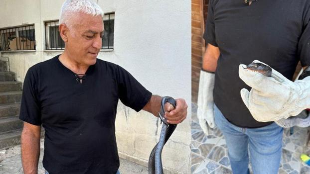 Tunceli'de dev yılan panik yarattı)