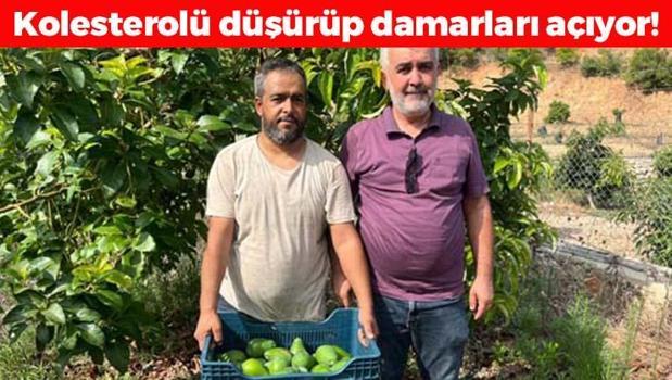 Antalya'da hasadı başladı! Tanesi 45 TL: Kolesterolün kökünü kurutup tıkalı damarları yağ çözücü gibi açıyor! Magnezyum ve potasyum zengini)