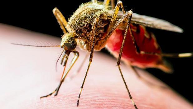 Çin'de 'chikungunya' virüsü kabusu! Ülkede vaka sayısı 7 bini geçti)
