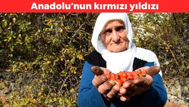 Limondan 60 kat fazla C vitamini içeriyor! Anadolu’nun yıldızı: Vücuda antioksidan yüklemesi yapıyor, kanın pıhtılaşmasını düzenliyor)