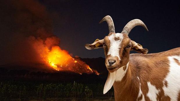 Orman yangınlarına ‘keçi’ çözümü! Binlerce yıllık yöntem geri döndü)