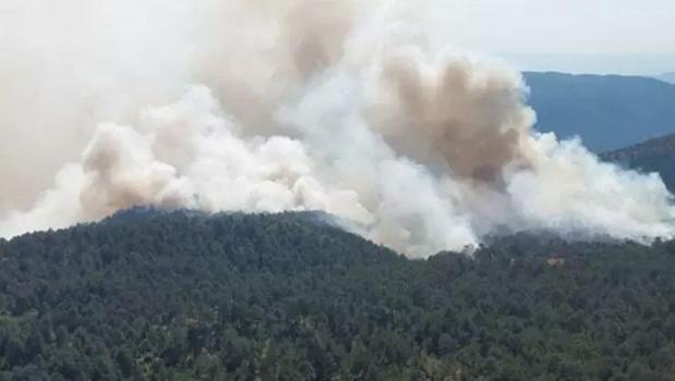 Sinop'ta orman yangını! Ekipler müdahale ediyor)