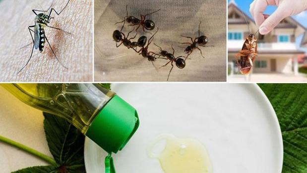 Sivrisinek, karınca, böcek... Hepsini saniyesinde uzaklaştırıyor! Pencere kenarı ve kapı eşiğine koyun)